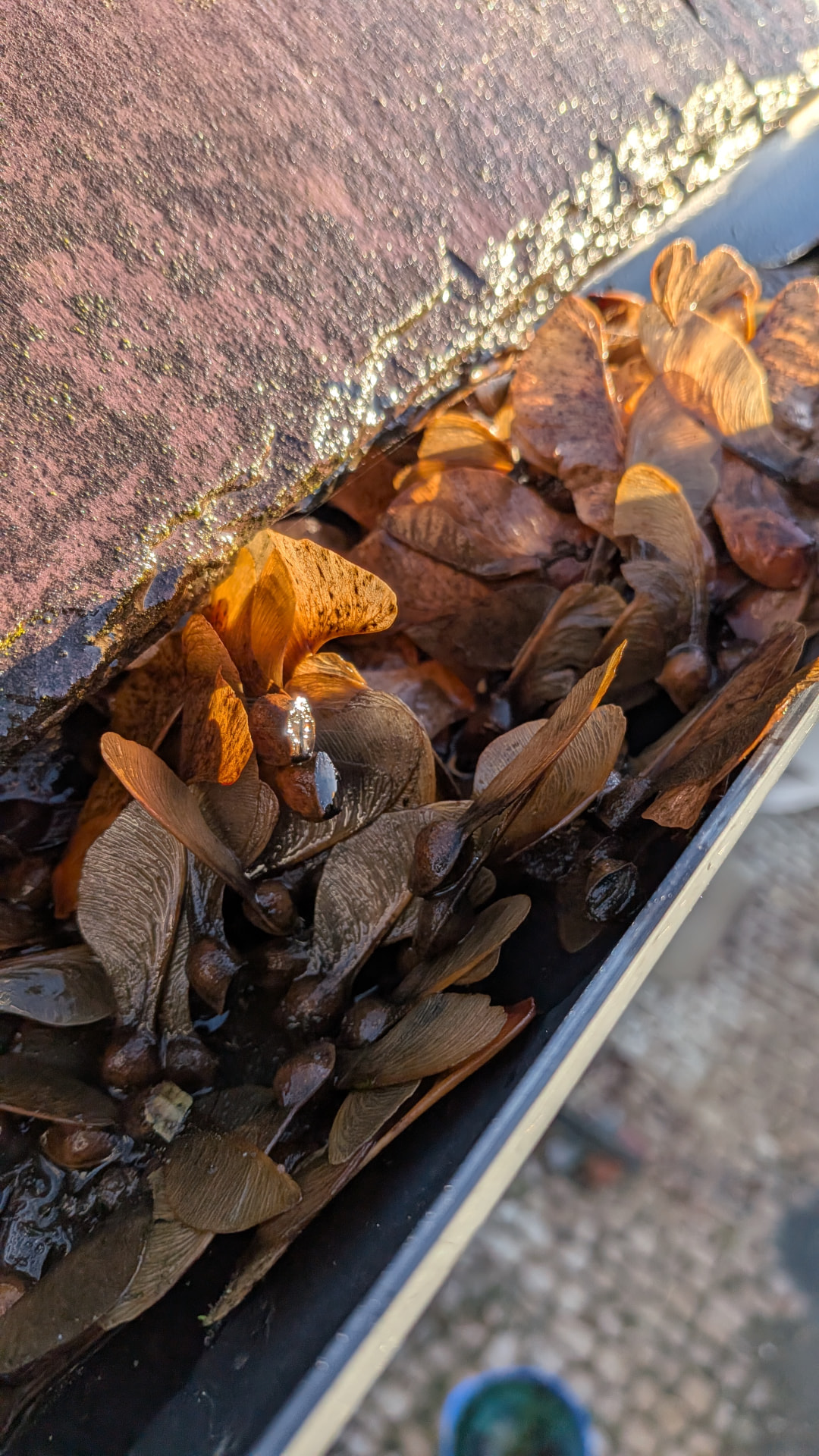 Before: cottage gutter in Haddenham packed with seed pods and leaves at the roof edge